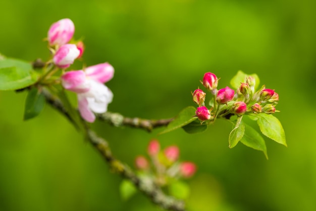 Pommier en fleurs au printemps après la pluie