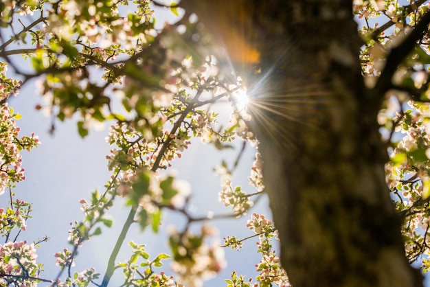 Pommier en fleurs au printemps. Arrière-plan flou nature