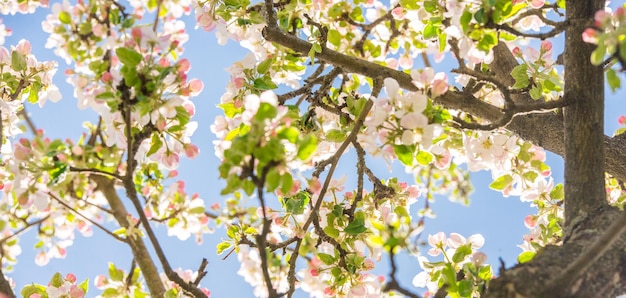 Pommier en fleurs au printemps. Arrière-plan flou nature