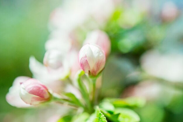 Pommier en fleurs au printemps. Arrière-plan flou nature