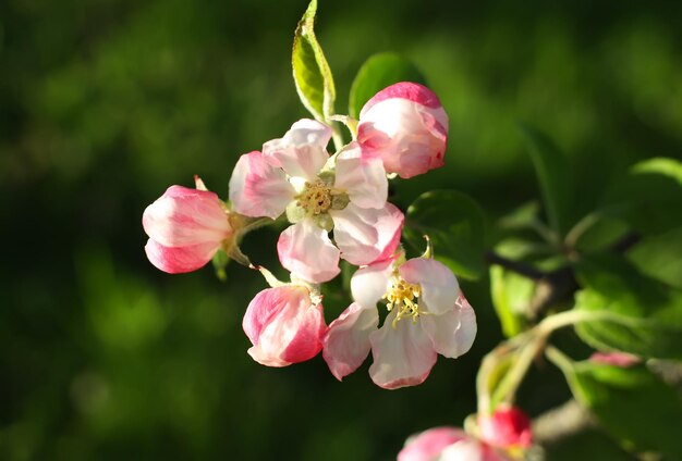 Pommier en fleurs au printemps à l'extérieur