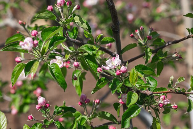 Pommier en fleurs au printemps. Fleurs roses d'un pommier.