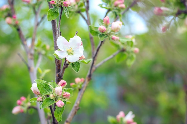 Pommier en fleurs au printemps Gros plan macro de fleurs blanches