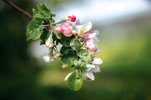 Pommier en fleurs au printemps jardin ou parc fleuri