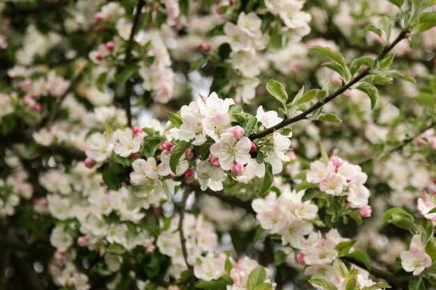 Pommier en fleurs au printemps