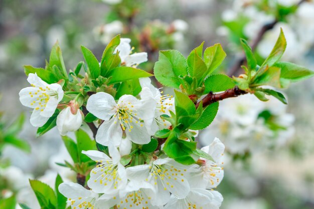 Pommier En Fleurs Au Printemps