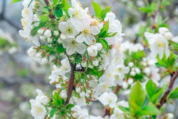 Pommier en fleurs au printemps