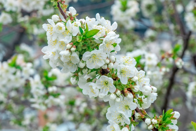 Pommier en fleurs au printemps