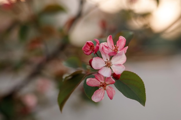 Pommier en fleurs au printemps