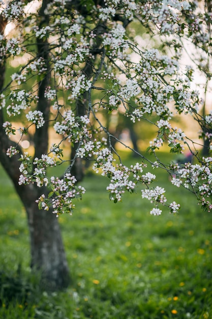 Pommier en fleurs au printemps