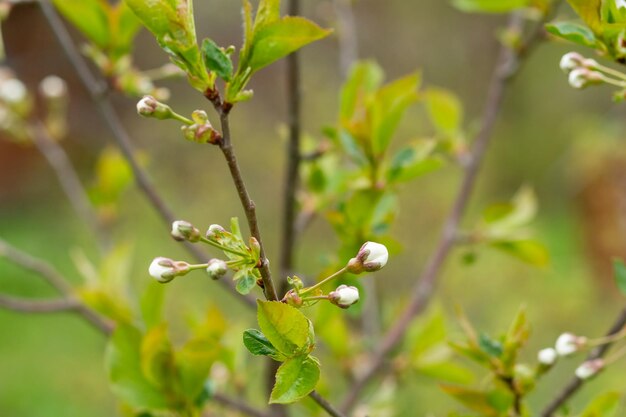 Pommier en fleurs blanches Couleurs de printemps de la saison du printempsGrande branche avec des fleurs de pommier blanc et rose dans un jardin par une journée de printemps ensoleillée