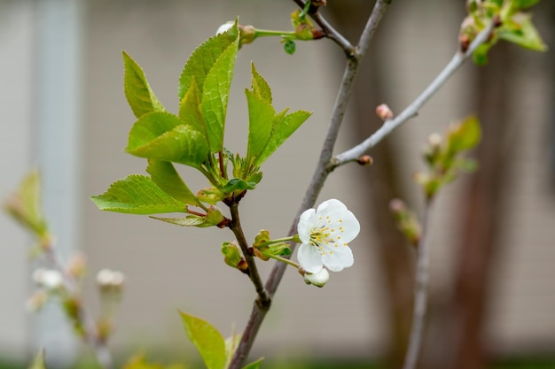 Pommier en fleurs blanches Couleurs de printemps de la saison du printempsGrande branche avec des fleurs de pommier blanc et rose dans un jardin par une journée de printemps ensoleillée