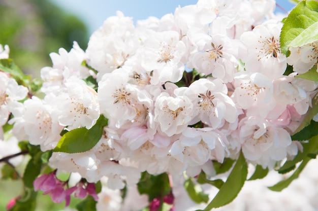 Pommier en fleurs blanches