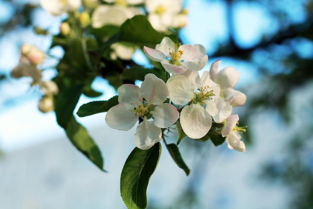 Photo pommier avec des fleurs blanches