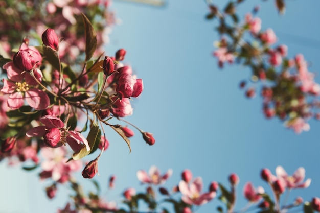 Pommier en fleurs, branche avec fleurs roses et feuilles vertes en gros plan sur fond de ciel bleu, fond de nature printanière, espace pour copie