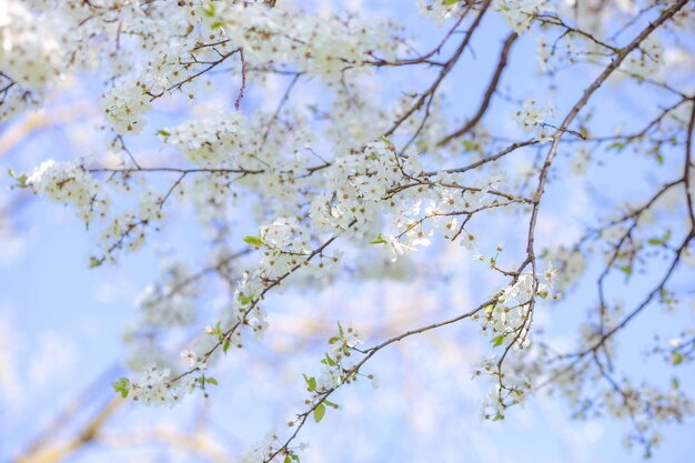 Pommier en fleurs contre le ciel bleu Mise au point sélective Fond de printemps pour une carte postale