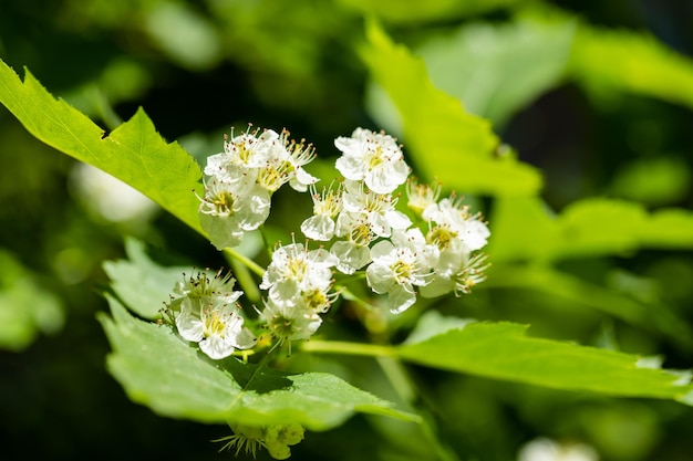 Pommier en fleurs dans le jardin par une journée de printemps ensoleillée avec arrière-plan flou Fleurs blanches