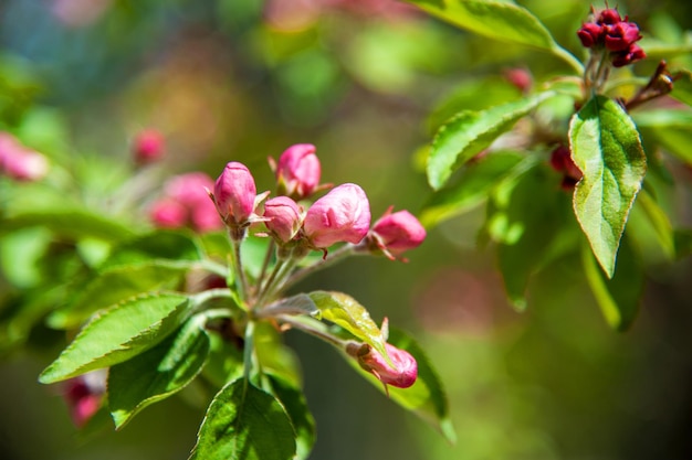 Pommier en fleurs dans le jardin de printemps Gros plan de fleurs roses sur un arbre Fond de printemps