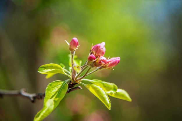 Pommier en fleurs dans le jardin de printemps Gros plan de fleurs roses sur un arbre Fond de printemps