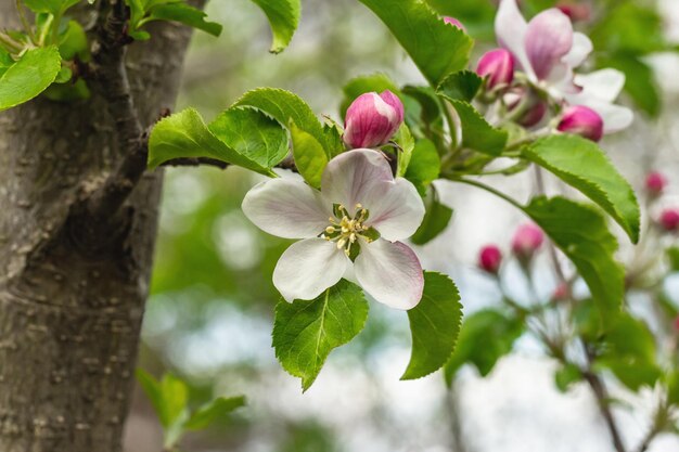 Pommier en fleurs dans le jardin Printemps saisonnier de plantes en croissance Concept de jardinage