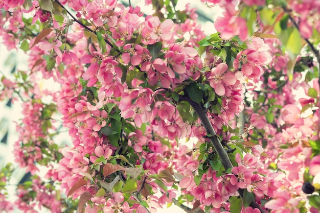 Pommier en fleurs dans le jardin de printemps