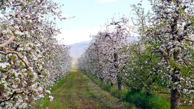 Pommier en fleurs dans le verger au printemps contre une journée ensoleillée dans la nature à l'extérieur