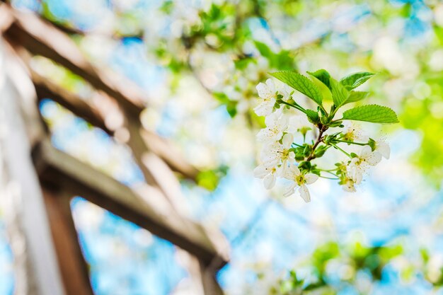 Photo pommier en fleurs avec escalier en bois