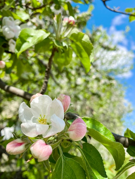 pommier en fleurs en été