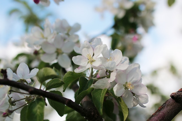 Pommier en fleurs avec des fleurs d'un blanc éclatant au début du printemps