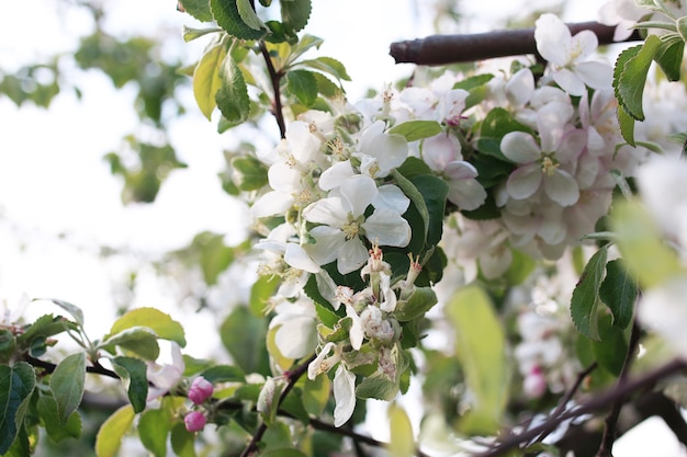 Pommier en fleurs avec des fleurs d'un blanc éclatant au début du printemps