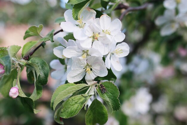 Pommier en fleurs avec des fleurs d'un blanc éclatant au début du printemps