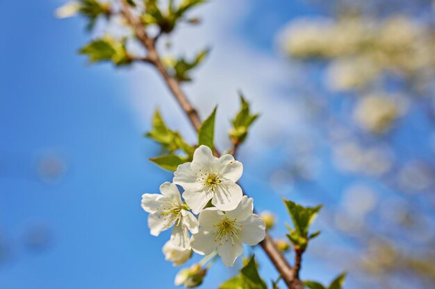 Pommier en fleurs à fleurs blanches