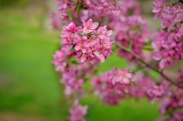 Pommier en fleurs sur fond d'herbe verte