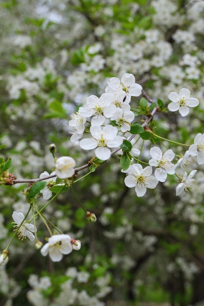 Pommier en fleurs sur un fond naturel flou avec mise au point sélective bokeh