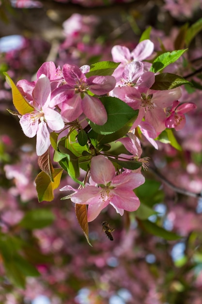 Pommier en fleurs libre Springholiday