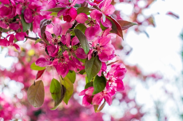 Pommier en fleurs libre Springholiday