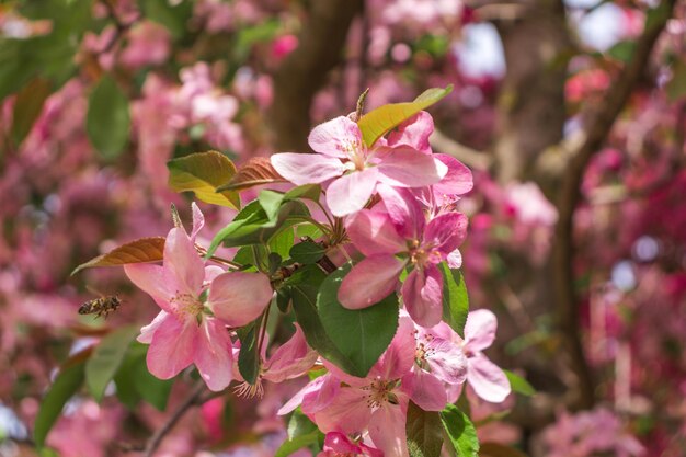 Pommier en fleurs libre Springholiday