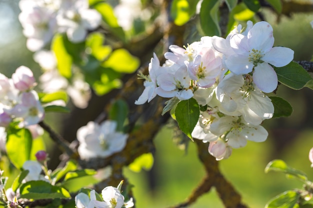 Pommier en fleurs et reflets du soleil. Fond de printemps