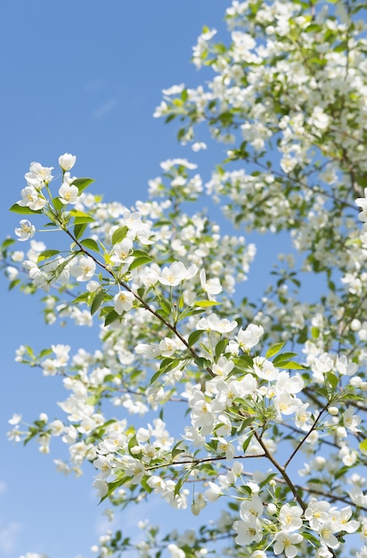 Pommier en fleurs