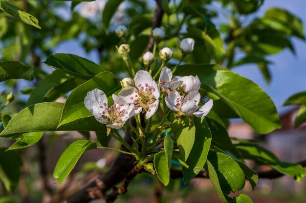 Pommier en fleurs