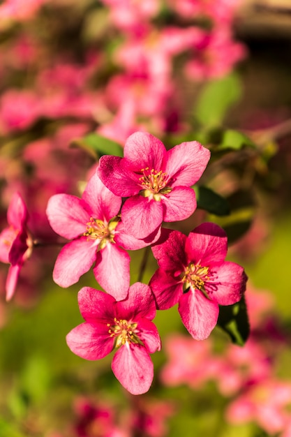 Pommier en fleurs