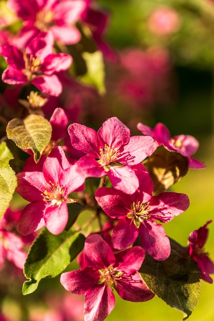 Pommier en fleurs