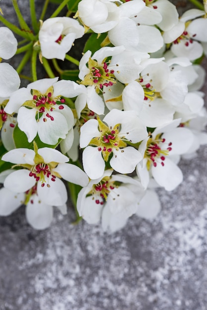 Pommier en fleurs.