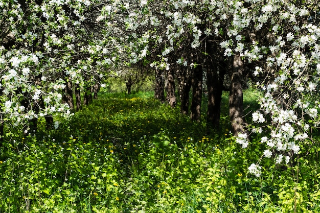 Pommier en fleurs