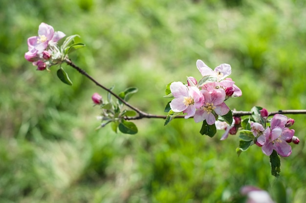 Pommier en fleurs