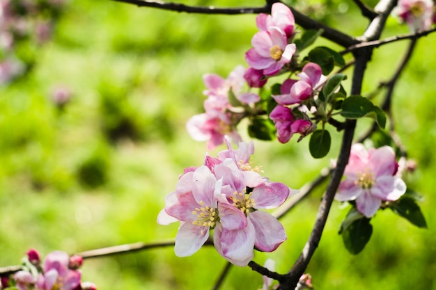 Pommier en fleurs