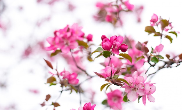 Pommier ornemental en fleurs appelé pomme de cuisine. Arbre fruitier de jardin à floraison printanière. Fond d'écran incroyable avec un beau gros plan de fleurs de pommier de crabe sibérien rose