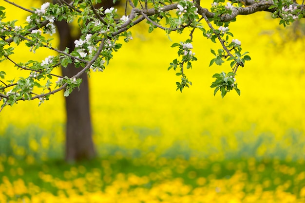 Pommier et pissenlit Meadow au printemps