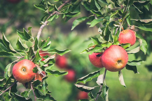 Pommier plein de fruits rouges mûrs