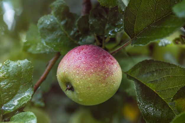 Pommier. Pommes sur l'arbre